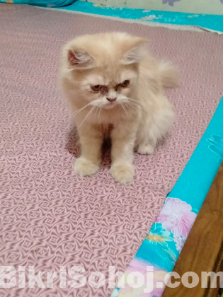 Persian male cat